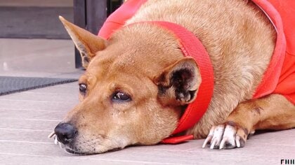 亡くなった飼い主を数カ月待ち続け…“タイの忠犬ハチ公”「ムーデーン」話題に　地域の人々に愛され大人気！新たな飼い主募集に希望者殺到