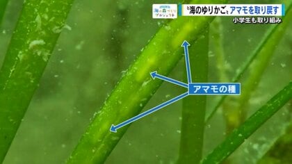 瀬戸内の海のゆりかご、海草「アマモ」を守る　苗を植え、豊かな漁場を取り戻す活動に小学生が参加【広島発】