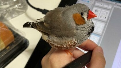 仕事中に手から絶対にどかない小鳥のアシスタント⁉ 寝ちゃうことも…飼い主に“役割”を聞いてみた