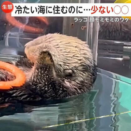 ラッコが水に浮かびながらマッサージ！　顔モミモミの意外なワケは…体を温める「グルーミング」　福岡市・マリンワールド海の中道