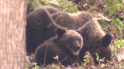 『市街地にクマが居座ってしまったら？』北海道と警察が“合同机上訓練”現場での連携強化へ備え～市町村クマ担当者も参加…見回りや捕獲の支援も確認〈北海道札幌市〉