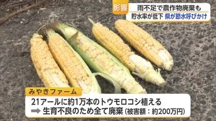 トウモロコシ1万本「すべて廃棄」被害200万円…猛暑と少雨で農作物に異変【佐賀県】