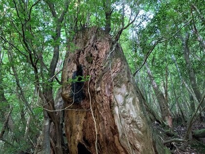 世界遺産　屋久島　屋久杉　有名アーティスト作　ローテーブル 世界遺産 屋久島 屋久杉 有名アーティスト作 テーブル用 一枚板