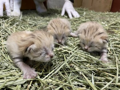 カワイイのかたまり」スナネコの赤ちゃん3匹が那須どうぶつ王国で誕生