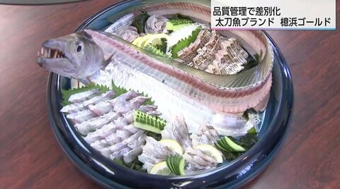 「至高の太刀魚」を全国へ　宮崎市初となる水産ブランド「檍浜ゴールド」誕生