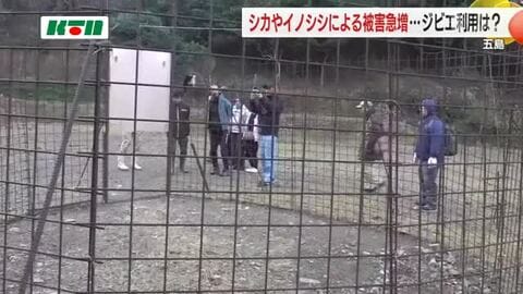野生生物と人との共存は…鹿やイノシシによる被害が急増する五島列島 学生やハンターが島の「囲い罠」見学
