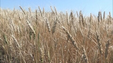 輸入小麦の政府売渡価格を12％引き上げ　2期連続上昇で2007年以降5番目の高水準　農水省「消費者への影響は小さい」