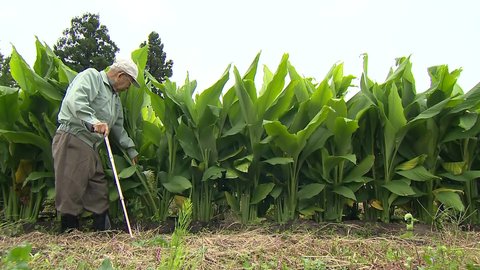 ブランド化へ91歳が新たな挑戦 雪国で育てて30年 スーパーウコンじい と地域の輪 新潟発