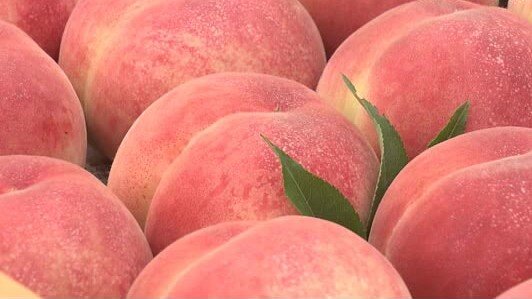 米国代表も食べ過ぎた?福島県産の桃