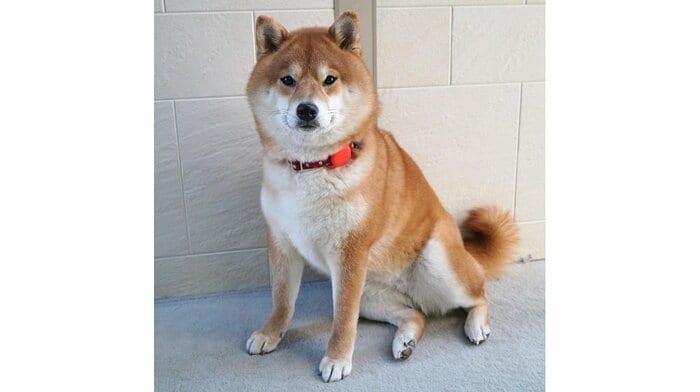 きなこちゃん