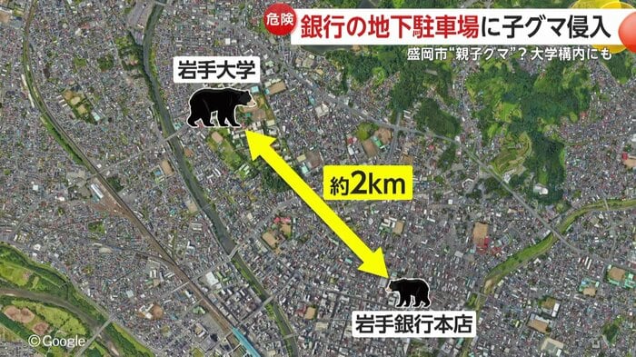 約2km離れた岩手大学にもクマが
