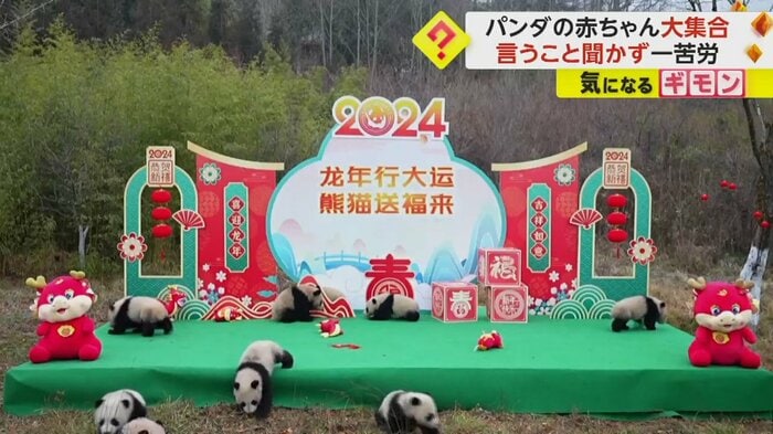 ジャイアントパンダの赤ちゃんが散り散りになっていく