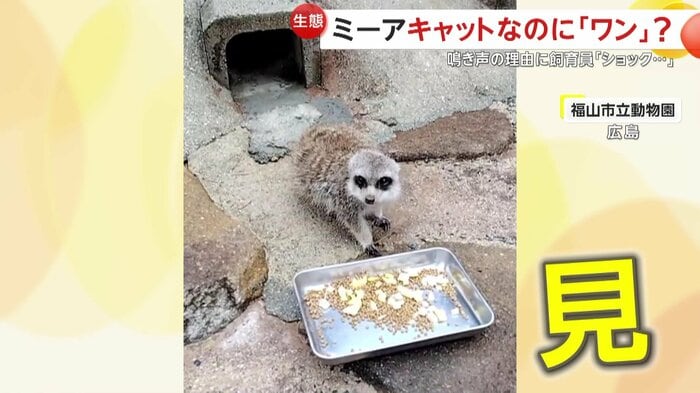 アミちゃんが警戒していたのは飼育員(提供:福山市立動物園)