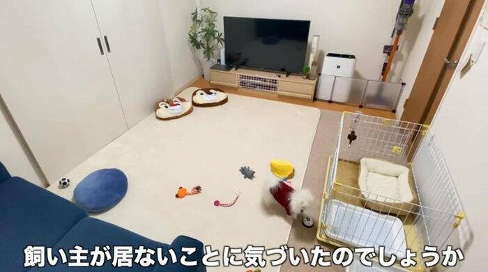 飼い主さんの不在に気付いてベルを鳴らすペコちゃん