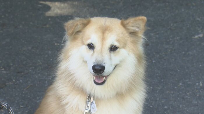 番犬のテツくんは一部始終を見ていたが…