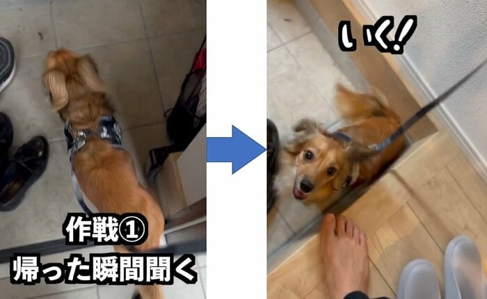 2回目の「お散歩?」にも即座に反応 行く気満々なこたろうくん(提供:@kotarohesoten)