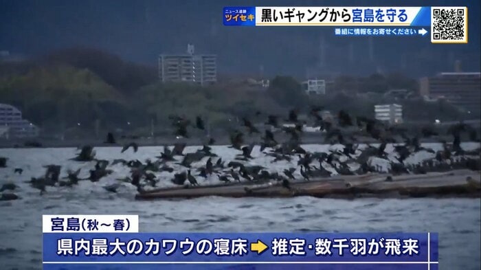 約2000羽のカワウが飛来した2023年の冬