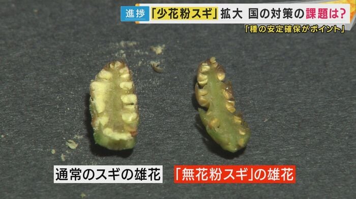 無花粉スギの雄花