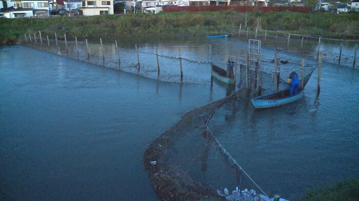 サケが遡上する気仙沼市・大川