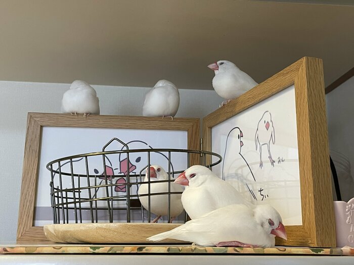 先住の文鳥たちと