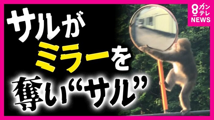 町に出たカーブミラーにも興味津々のサル