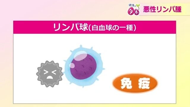 リンパ球とは