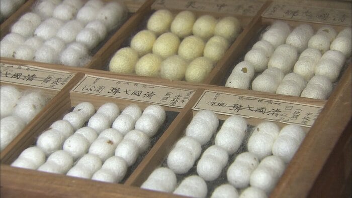 資料 養蚕の繭
