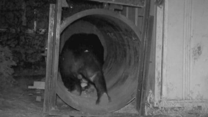 大きなわなに交換後、再び現れたクマはわなの中へ入り捕獲