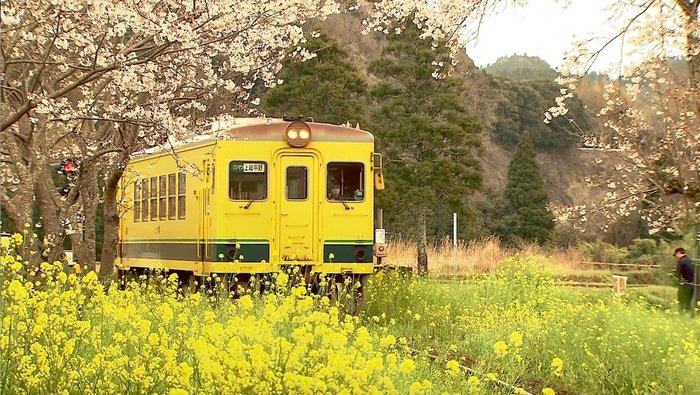 桜のトンネルを走る“観光シンボル”いすみ鉄道…運転士のお勧めは意外にもあの時期