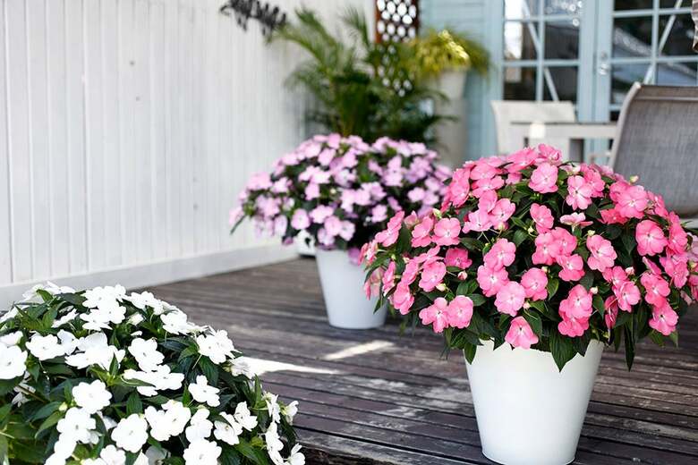 サカタのタネ「サンパチェンス®」発売20周年