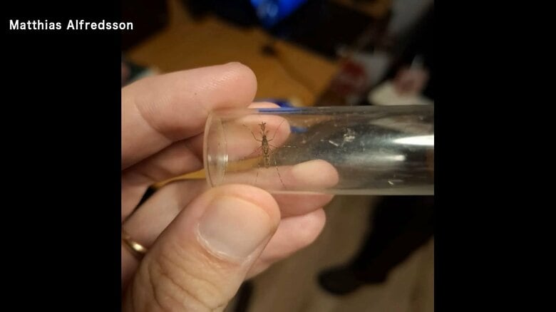 北欧アイスランドで初めて「蚊」発見　貨物と共に流入か　温暖化や物流増で新たな昆虫の増加も｜FNNプライムオンライン
