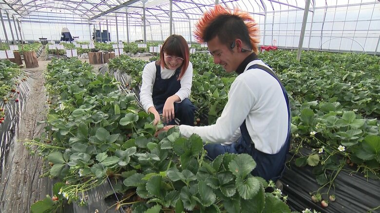 東京から移住して“イチゴ農園”を経営　最高の笑顔と思い出を届ける夫婦の思い【宮崎発】｜FNNプライムオンライン