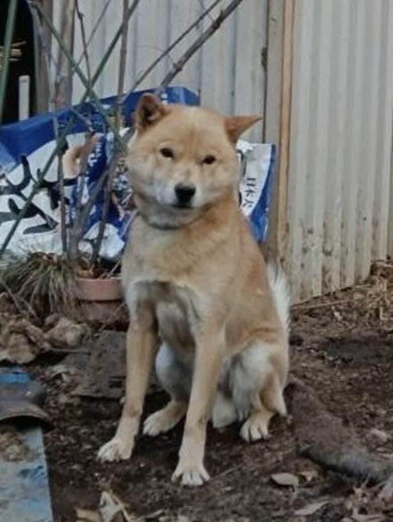 犬が飼い主をかみ、逃げ出す　北海道犬、茶色と白色が混じった毛色で体長約50センチの中型犬　「似ている犬を目撃した」と複数の通報　警察が画像を公開、情報提供求める｜FNNプライムオンライン