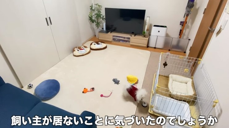 飼い主さんの不在に気付いてベルを鳴らすペコちゃん