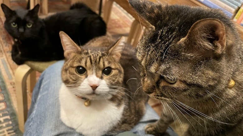 猫店員を務めた歴代の元保護猫たち