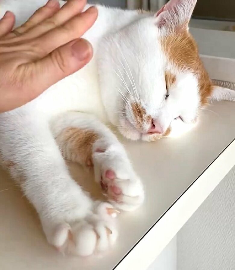 条件反射なのだろうか？