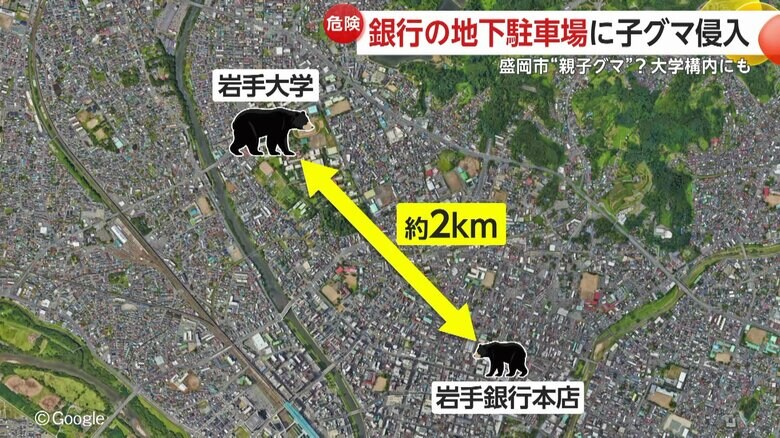 約2km離れた岩手大学にもクマが