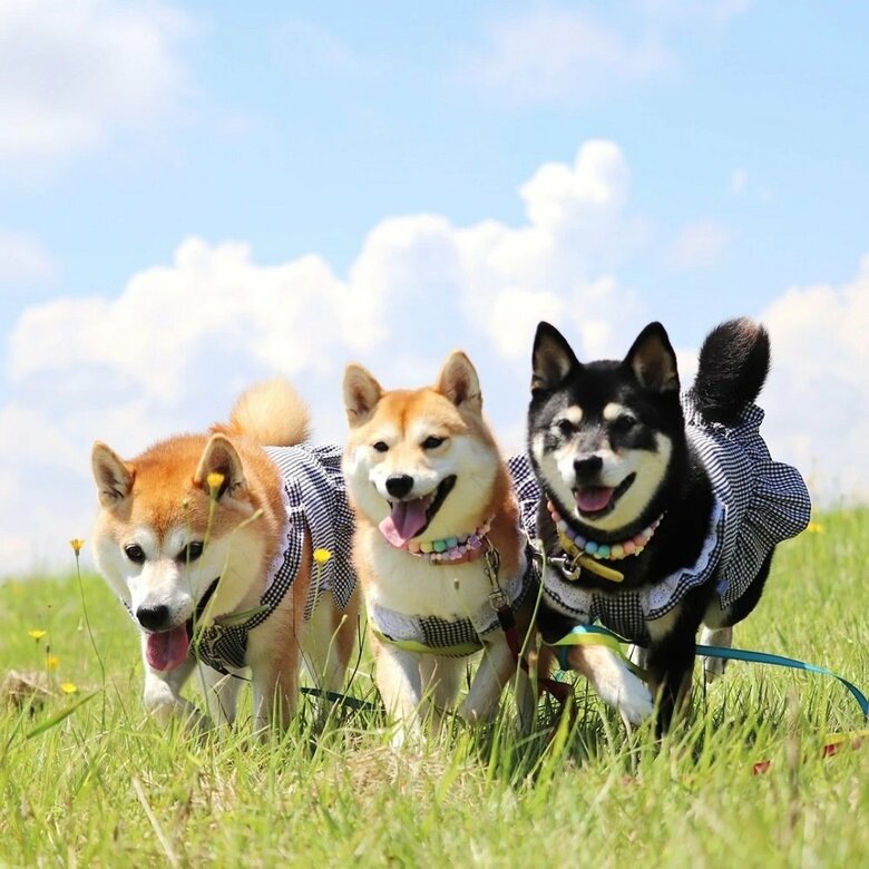 晴れの日の散歩は意気揚々（左からモカちゃん、サラちゃん、アンちゃん）