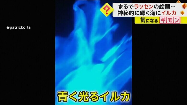 海を泳ぐイルカが青白く光っている