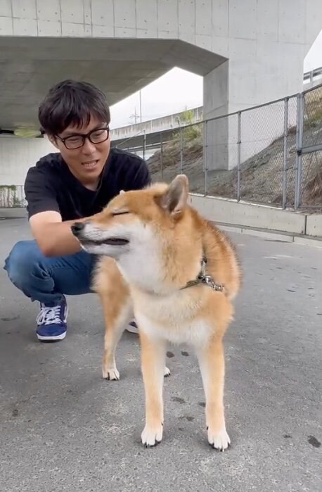 提供：柴犬ぽてとさん