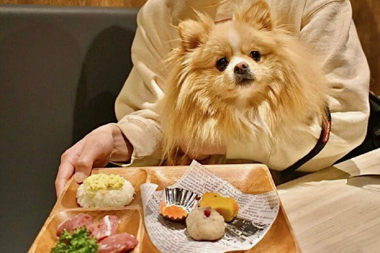 ご飯が届いたので「はやく食わせろ」といった表情