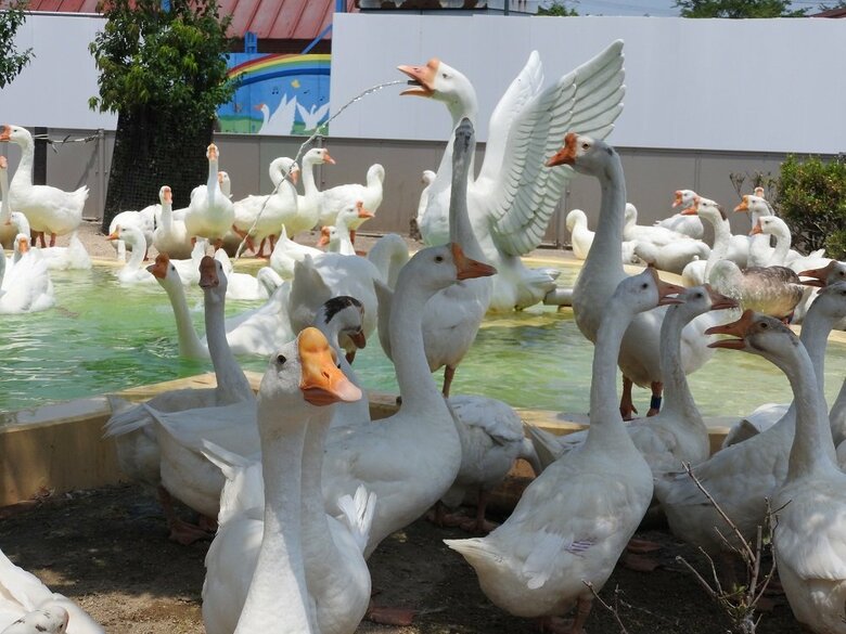 シナガチョウ（提供：東武動物公園）