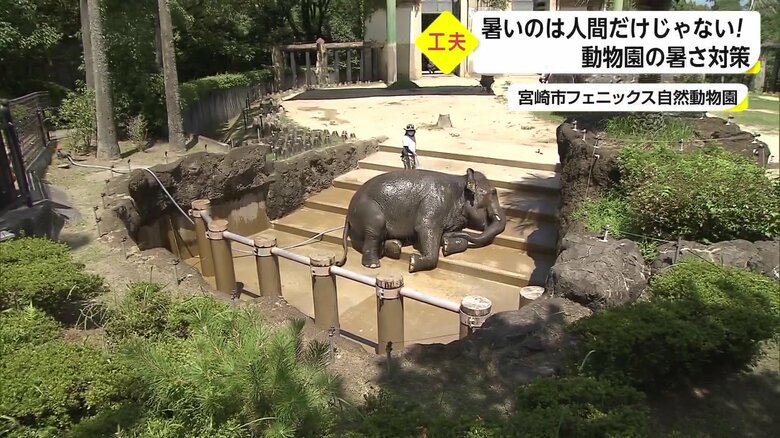 動物だって暑い…