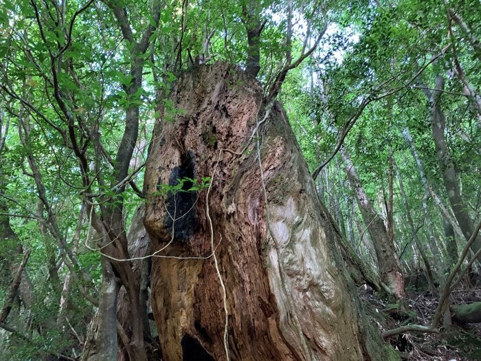 伐採された切り株に着生した二代杉