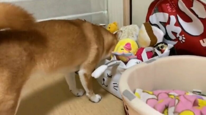 頭を突っ込んでおもちゃを探すゆきちゃん