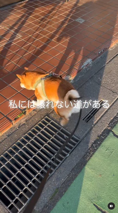 提供：kurararara4466さん