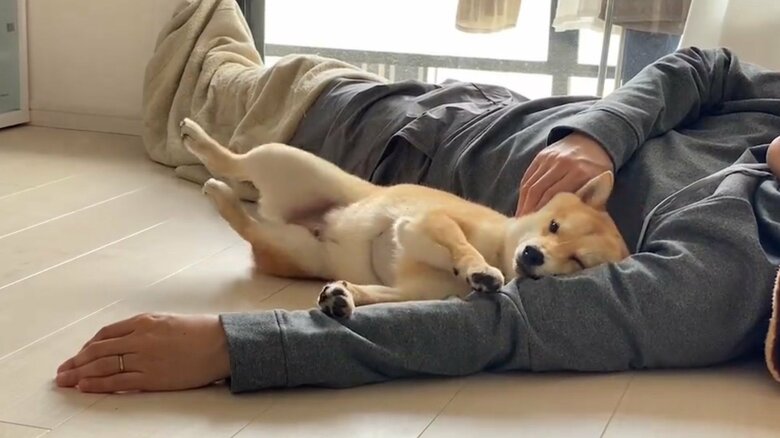 パパさんに撫でられて足があがってしまう、まめ助くん