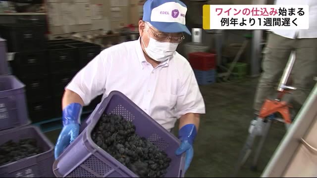 花巻市でワインの仕込み始まる 例年より1週間遅く<岩手県>