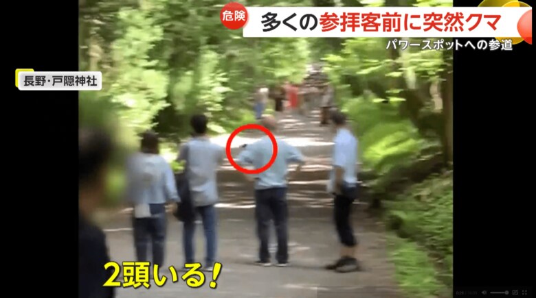 戸隠神社の参道に2頭のクマが現れた瞬間（8月11日、長野市）（4）