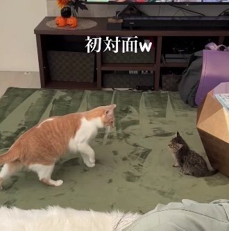 提供：たーにゃ。さん